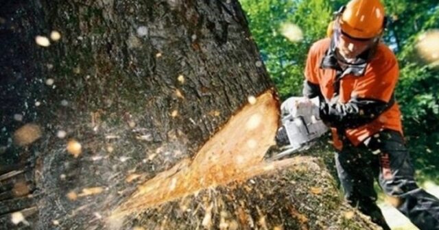 Bu tikinti şirkəti 70 min manatlıq ağacları kəsdirdi