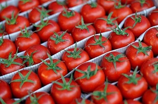 Rusiya Azərbaycandan 432 tondan çox pomidorun idxalına qadağa qoydu