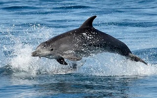 Rusiya Qara dənizdəki bazasına təlim keçmiş delfinlər gətirib