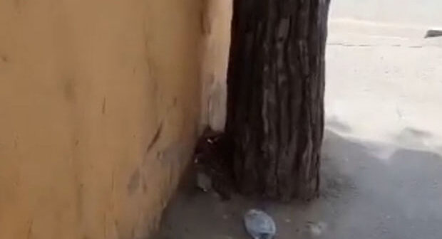 Sumqayıtda ağacların dibi asfaltlandı: Nazirlik hərəkətə keçdi – VİDEO
