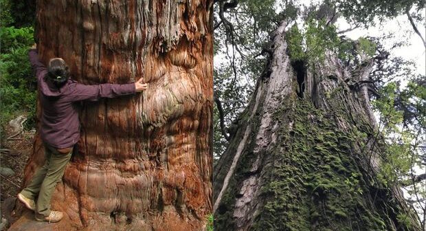 Dünyanın 5484 illik ən yaşlı ağacı – FOTO