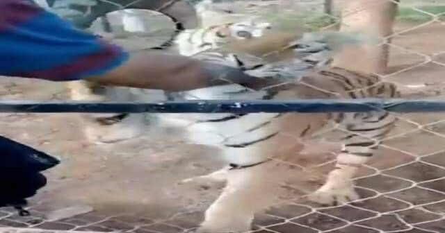 ÜRƏYİ ZƏİF OLANLAR BAXMASIN: Zooparkda FACİƏ – pələng baxıcısını öldürdü (VİDEO)